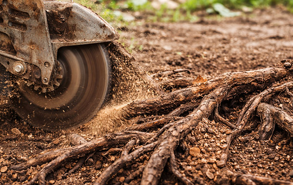 Root Grinding Rome GA